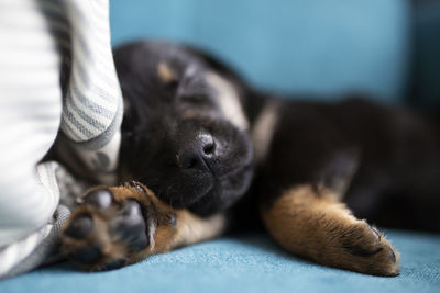 Close-up of dog sleeping