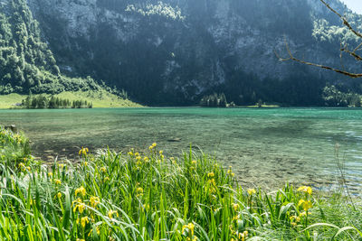 Scenic view of lake by trees