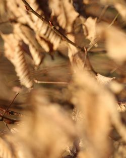 Close-up of dry plant