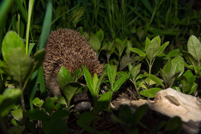 Close-up of a hedgehog at night