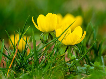 Close-up of yellow flowering plant on field