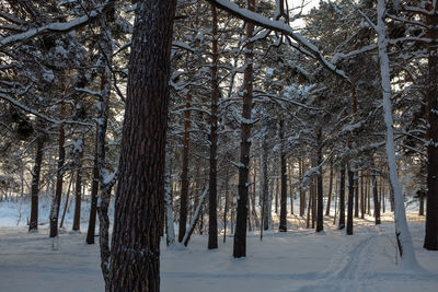 Scenic view of snow covered trees in forest