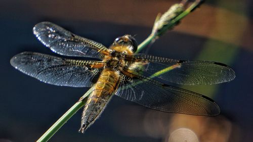 Close-up of dragonfly  on leaf