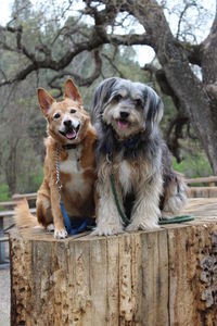 Portrait of dog sitting on tree trunk