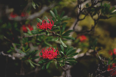 Close-up of red flowering plant