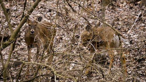 Close-up of a tree in a field