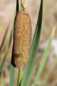 Close-up of plant against blurred background