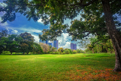 Trees on field against sky