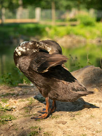 Close-up of bird perching on a field