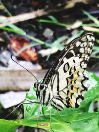 Butterfly on leaf