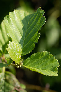 Close-up of green leaves