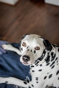 High angle portrait of dalmatian dog at home