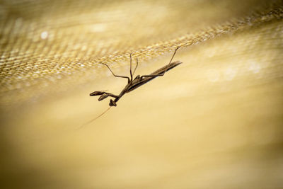 Close-up of insect