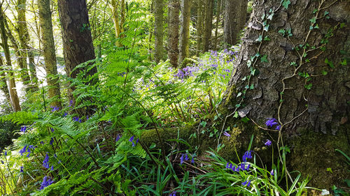 Purple flowering plants by trees in forest