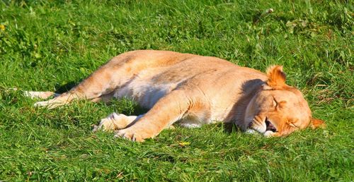 View of a cat lying on grass