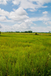 Scenic view of agricultural field against sky