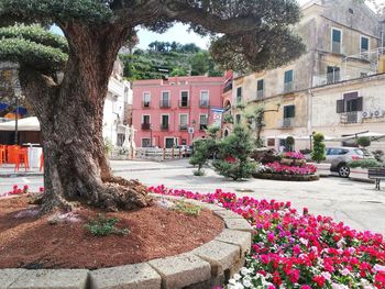 View of flowering tree by street in city