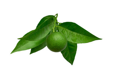 Close-up of fruit on white background