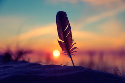 Whispers of the sea. sunset serenade with a feather on baltic shores. sea shore scenery.