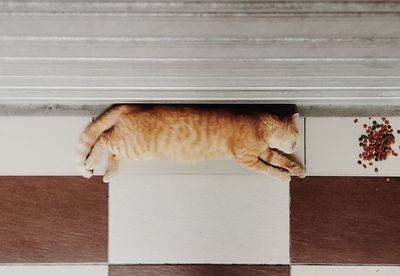 High angle view of cat sleeping