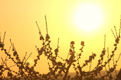 Close-up of silhouette tree against sky during sunset