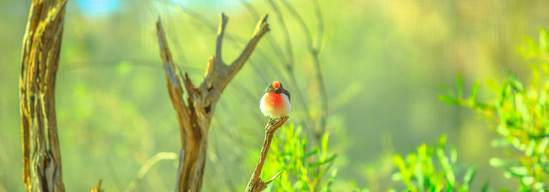 Bird perching on plant