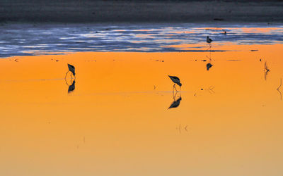 Birds flying over beach against sky during sunset