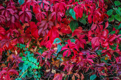 Full frame shot of red flowers