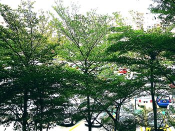 Low angle view of tree against sky