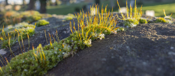 Close-up of moss growing on land