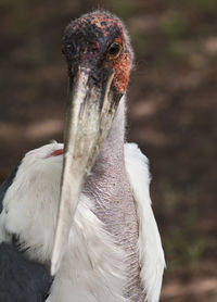 Close-up of pelican