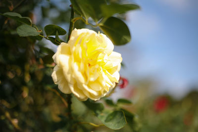 Close-up of yellow rose