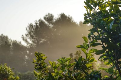 Low angle view of plants against sky