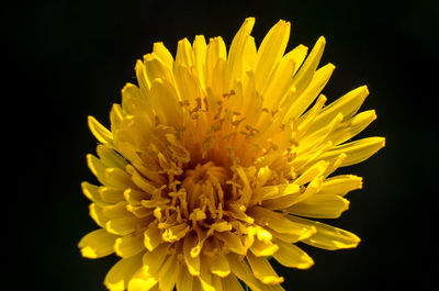 Close-up of yellow flower against black background