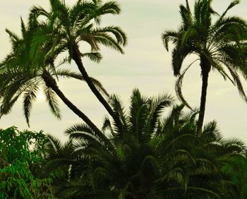 Close-up of palm tree against sky