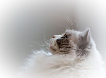 Close-up of ragdoll cat against white background