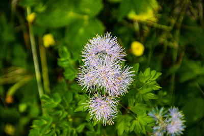 Close-up of purple thistle flower