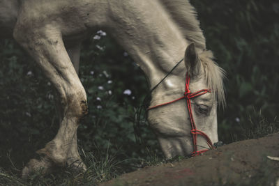 View of a horse on field