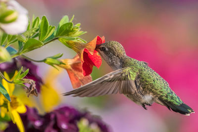 Annas hummingbird