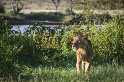 Lion on grassy field