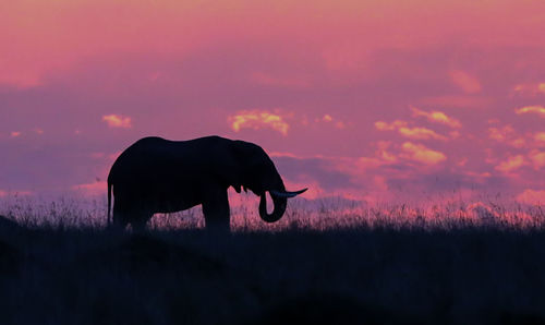Silhouette elephant standing on field against sky during sunset