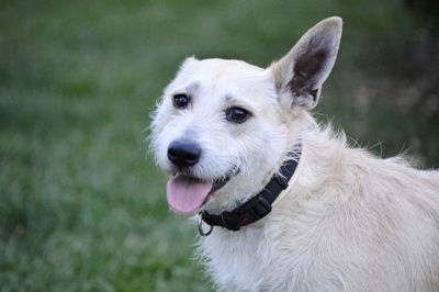 Close-up portrait of dog on field