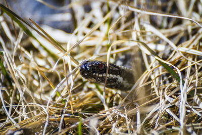 Close-up of insect on grass