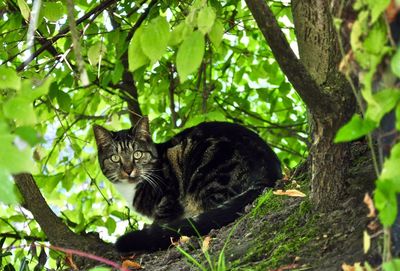 Portrait of cat sitting on tree