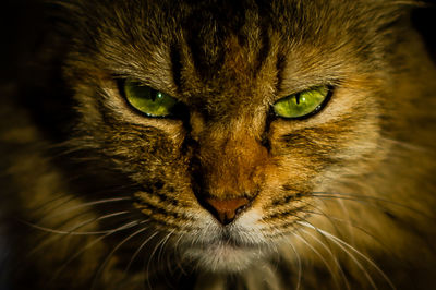 Close-up portrait of a cat