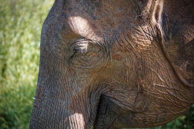 Close-up of elephant