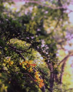 Close-up of leaves on tree