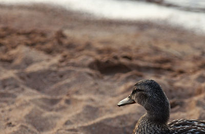 Mallard female looking out to sea