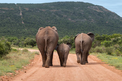 Rear view of elephants walking on dirt road