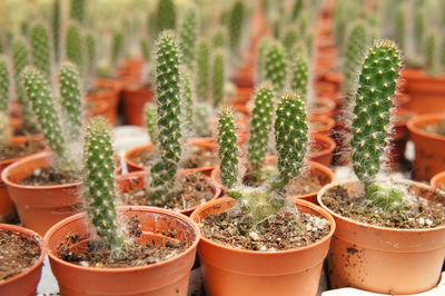 Close-up of potted plants on field